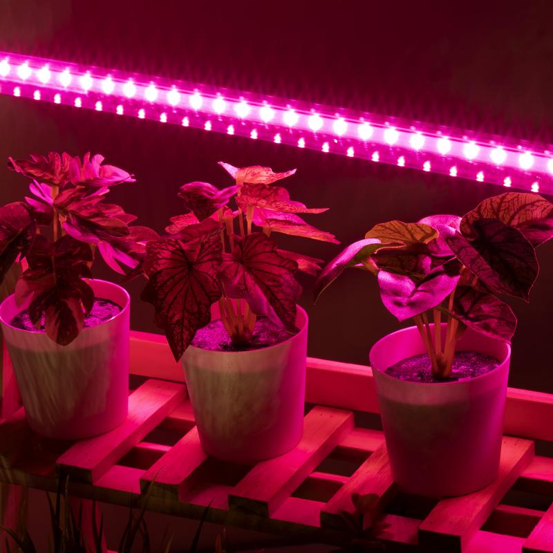 LED освещение для растений купить недорого в Москве в интернет-магазине Homeharvest
