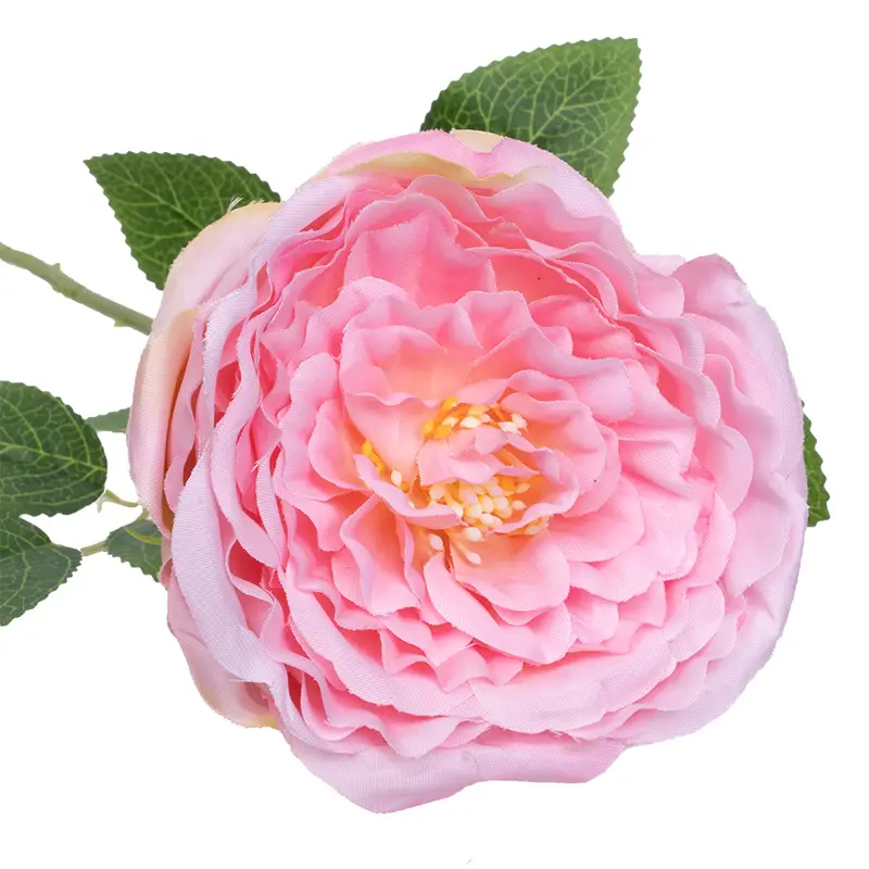 Роза Роза НДР 1 Радио Нидерзахсен, Кордес (лиц) купить в Москве